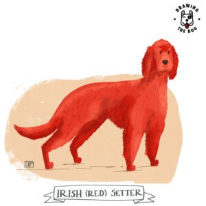 Irish Red Setter by Jennifer Farley 800 1