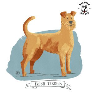 Irish Terrier by Jennifer Farley 800 1