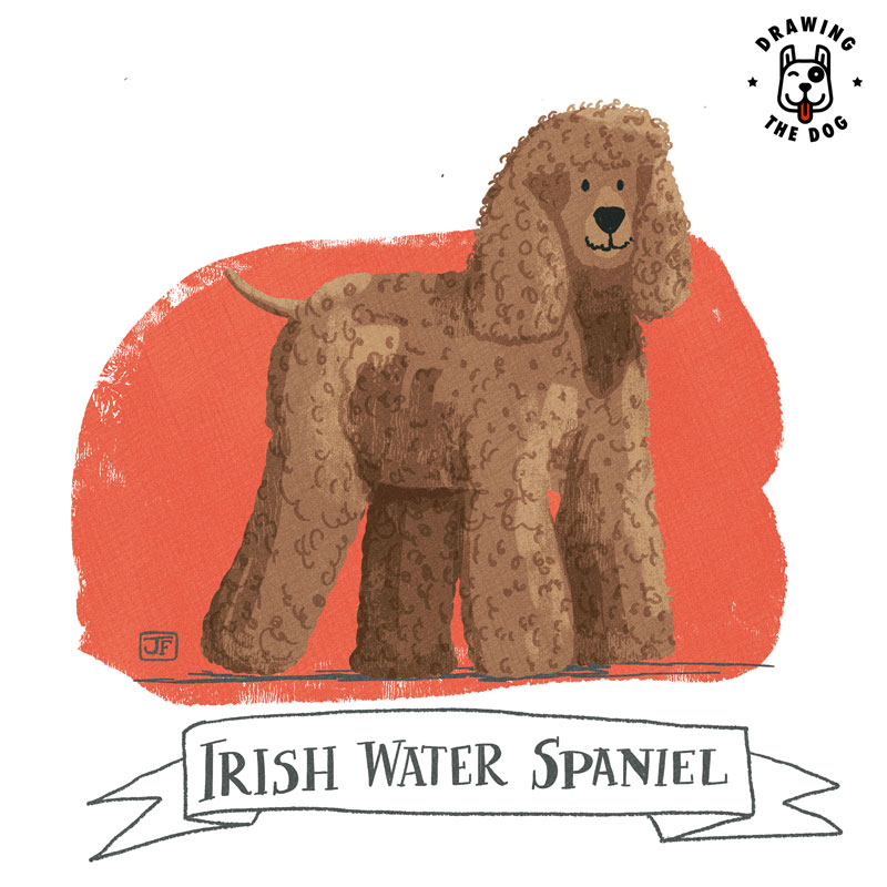 Irish Water Spaniel illustrated by Jennifer Farley 800