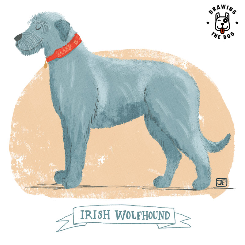 Irish Wolfhound illustrated by Jennifer Farley Drawing The Dog 800