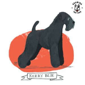 Kerry Blue Dog by Jennifer Farley 800