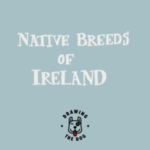 Native Breeds Of Ireland 800