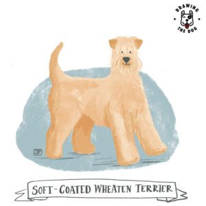 Soft Coated Wheaten Terrier by Jennifer Farley 800