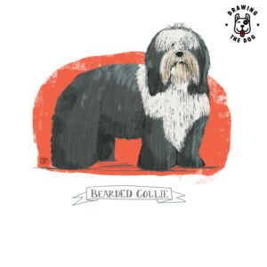 Bearded Collie Tshirt Drawing The Dog