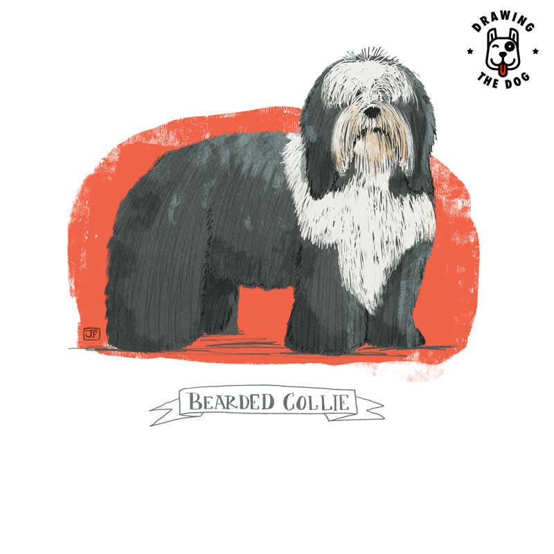 Bearded Collie Drawing The Dog Jennifer Farley 800