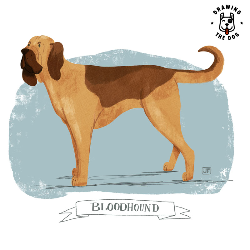 Bloodhound Drawing The Dog Jennifer Farley 800 1