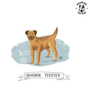 Border Terrier Drawing The Dog Jennifer Farley 800