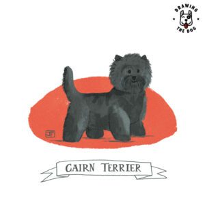 Cairn Terrier Drawing The Dog Jennifer Farley 800