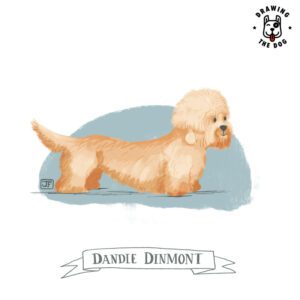 Dandie Dinmont Terrier Drawing The Dog Jennifer Farley 800