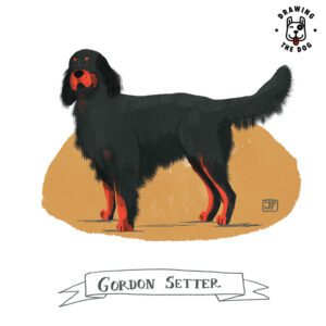 Gordon Setter Drawing The Dog Jennifer Farley 800