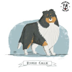 Rough Collie Drawing The Dog Jennifer Farley 800