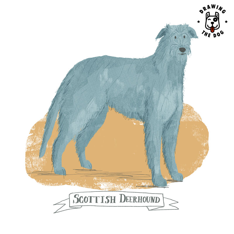 Scottish Deerhound Drawing The Dog illustrated by Jennifer Farley