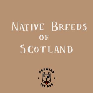 Scottish Native Dog Breeds Title Card 800