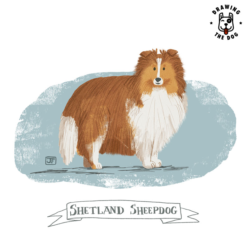 Shetland Sheepdog Drawing The Dog illustrated by Jennifer Farley