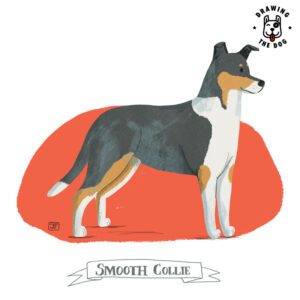 Smooth Collie Drawing The Dog Jennifer Farley 800