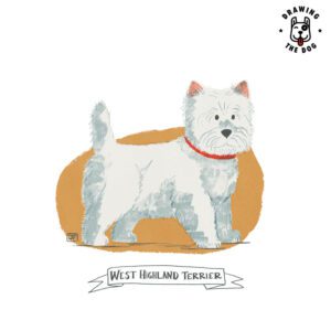 West Highland Terrier Drawing The Dog Jennifer Farley 800