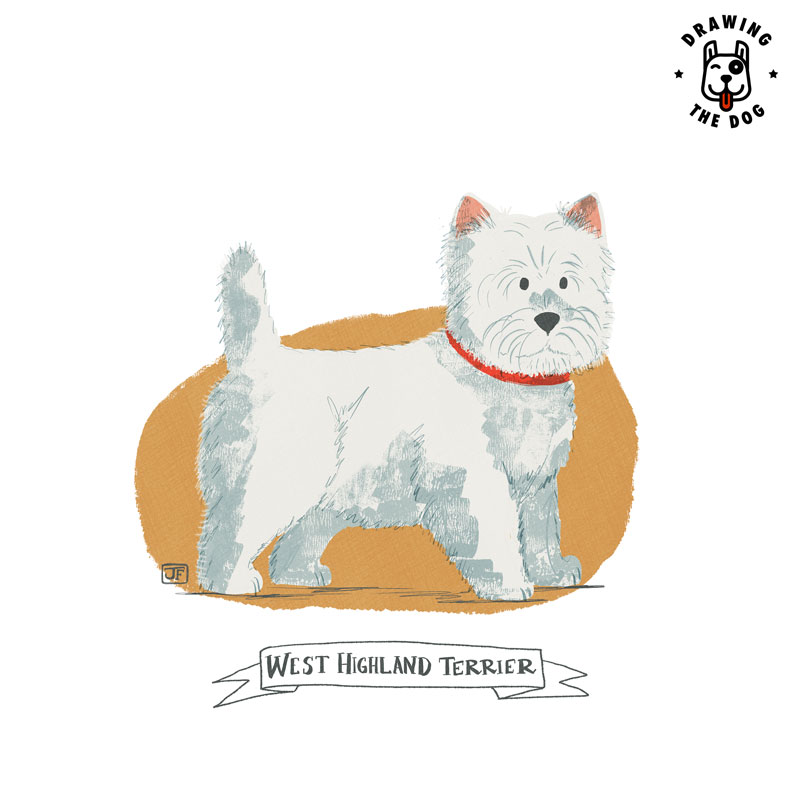 West Highland Terrier Drawing The Dog Jennifer Farley