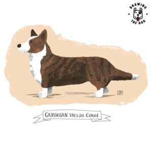 Cardigan Welsh Corgi illustrated by Jennifer Farley 800