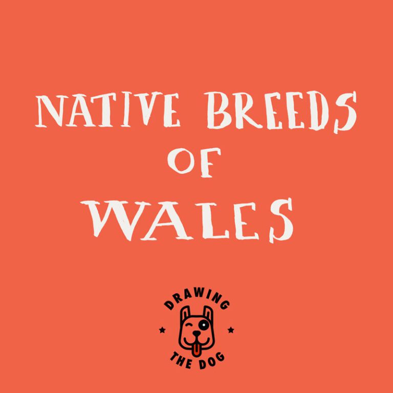 Native Dog Breeds Of Wales Jennifer Farley Drawing The Dog