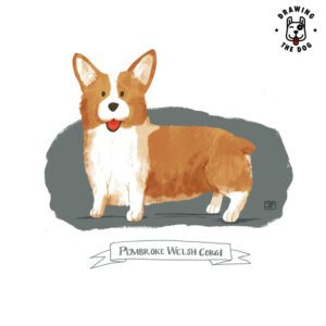 Pembroke Welsh Corgi illustrated by Jennifer Farley 800