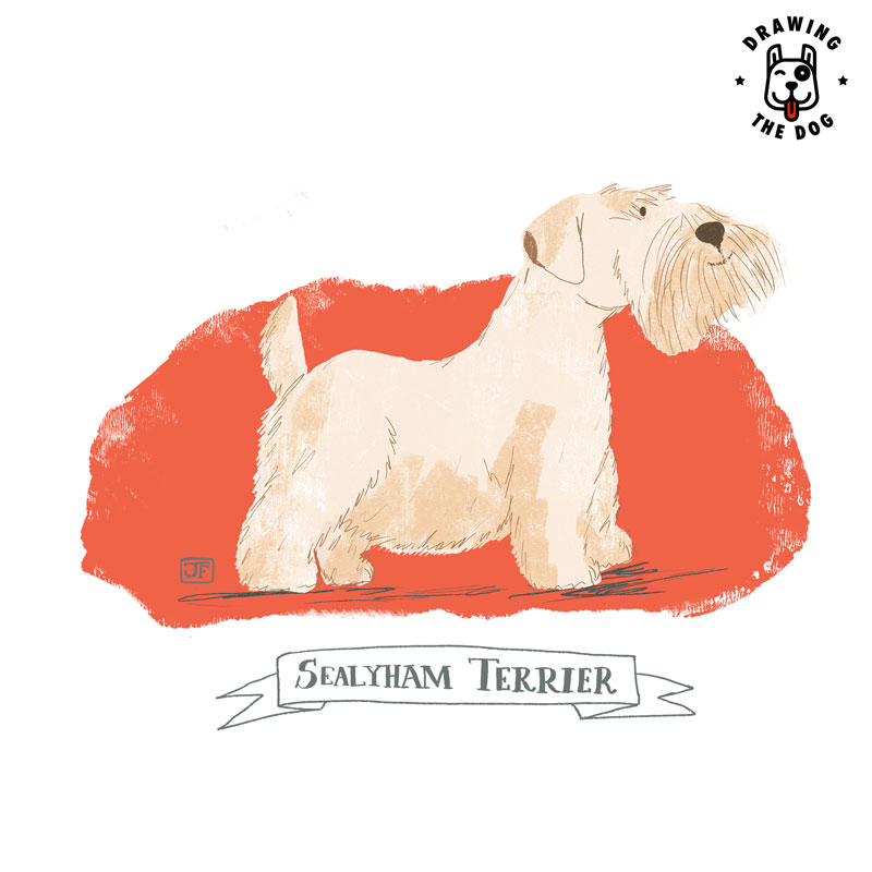 Sealyham Terrier illustrated by Jennifer Farley 800