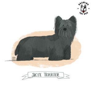 Skye Terrier Drawing The Dog Jennifer Farley 800