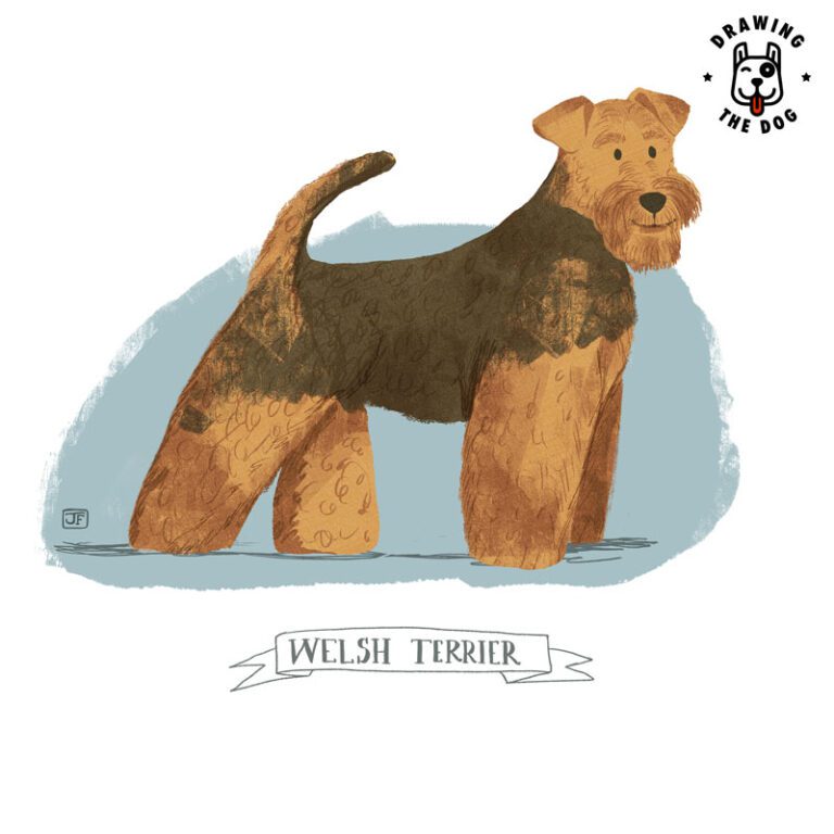 Welsh Terrier illustrated by Jennifer Farley 800