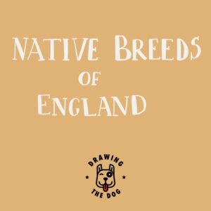 English Dog Breeds Title Card 800