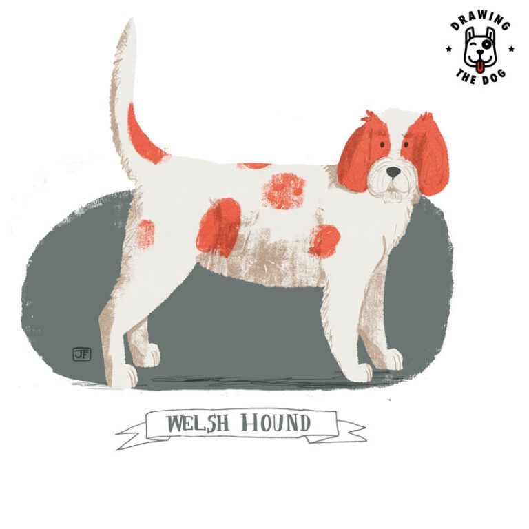 Welsh Hound illustrated by Jennifer Farley 800