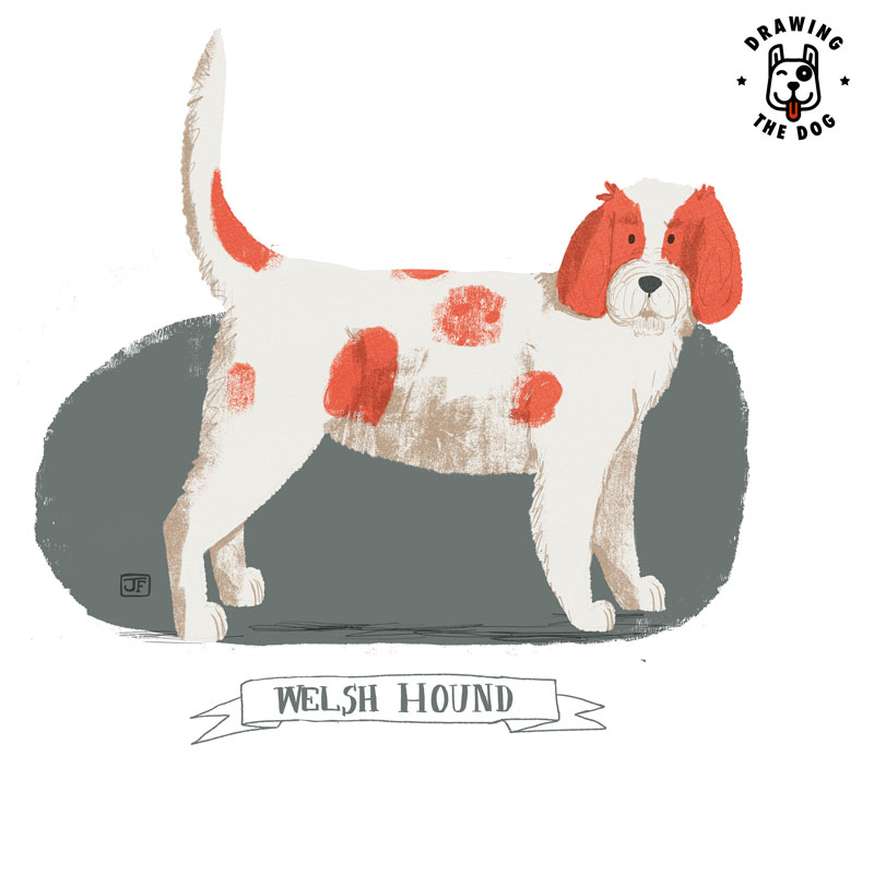 Welsh Hound Fun Facts - Drawing The Dog