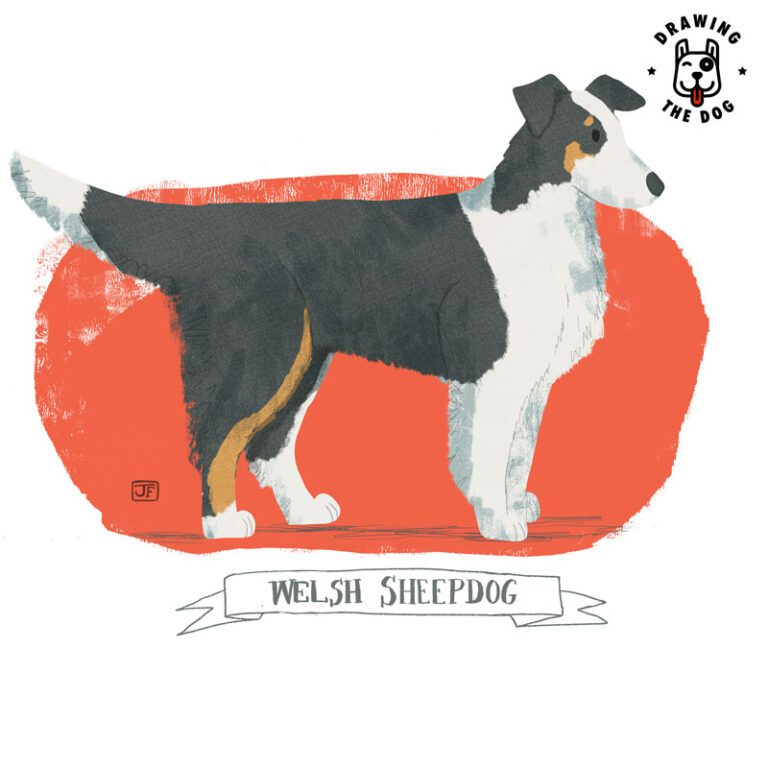 Welsh Sheepdog illustrated by Jennifer Farley 800