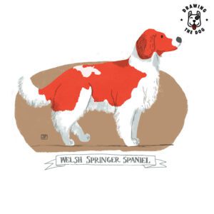 Welsh Springer Spaniel illustrated by Jennifer Farley 800