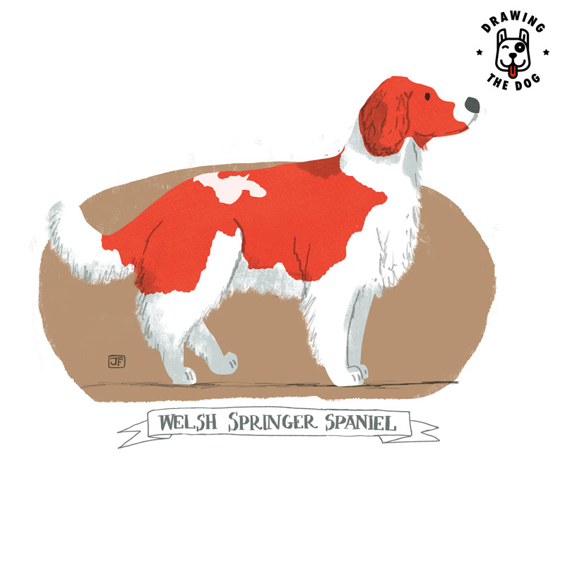 Welsh Springer Spaniel illustrated by Jennifer Farley 800