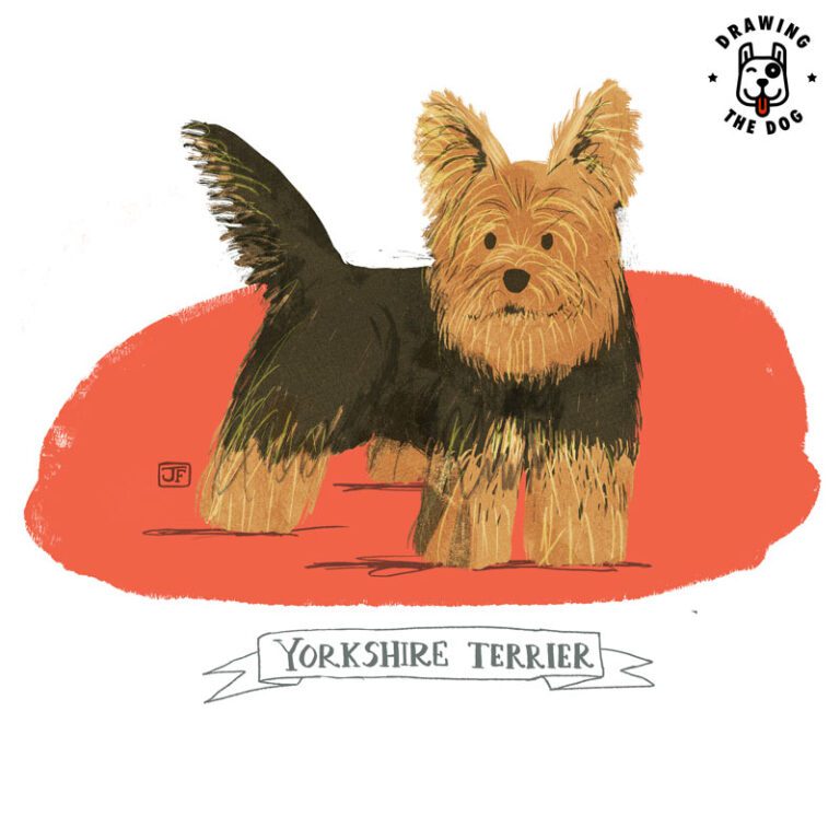 Yorkshire Terrier Illustrated By Jennifer Farley Drawing The Dog 800