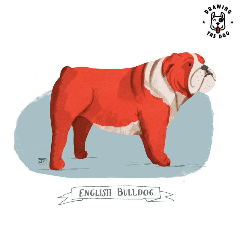 English Bulldog Illustrated By Jennifer Farley Drawing The Dog