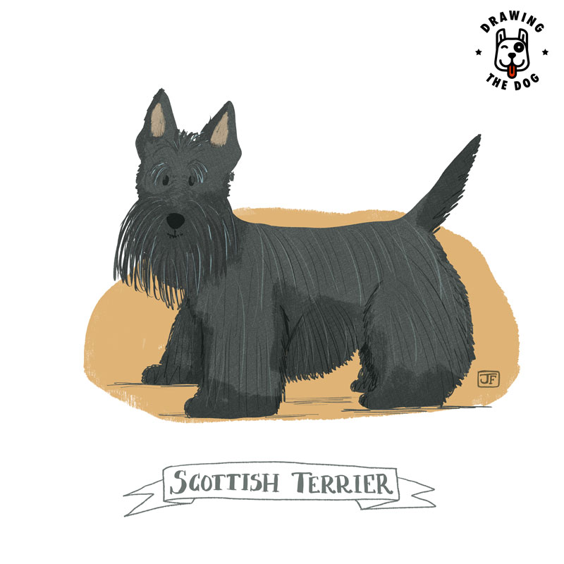 Scottish Terrier Drawing The Dog Jennifer Farley 800