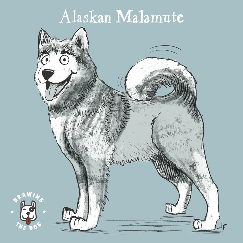 Alaskan Malamute Drawing The Dog 800