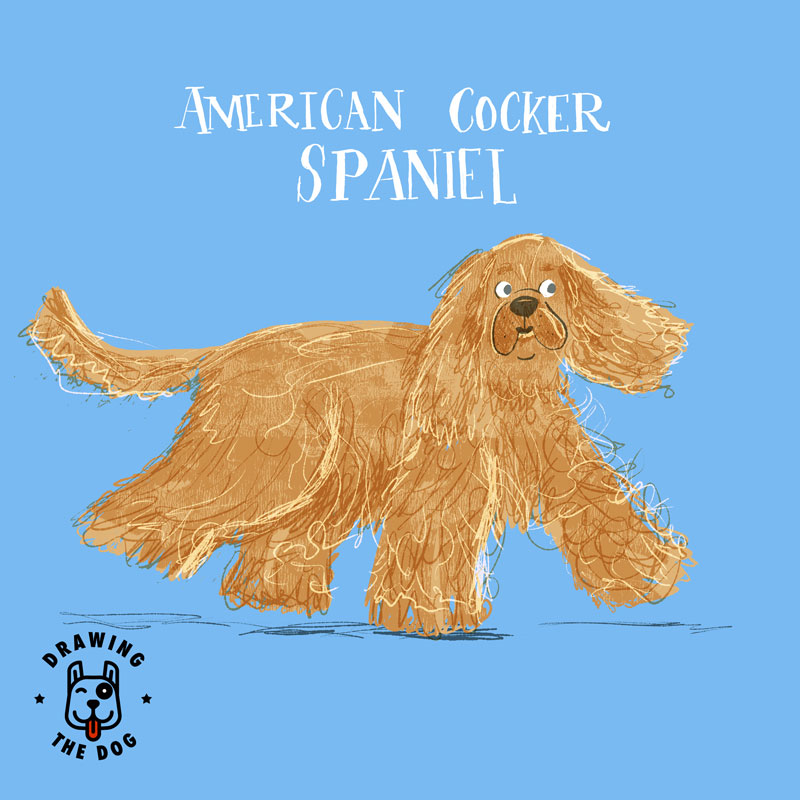 American Cocker Spaniel Drawing The Dog 800