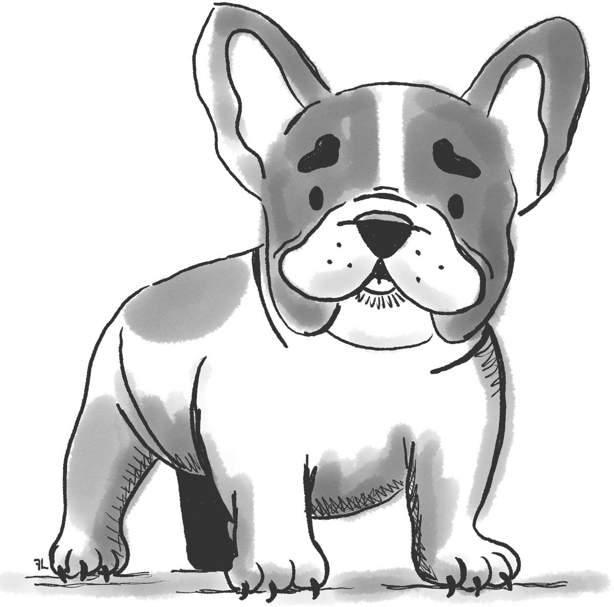 French Bulldog Standing illustrated by Jennifer Farley Drawing The Dog