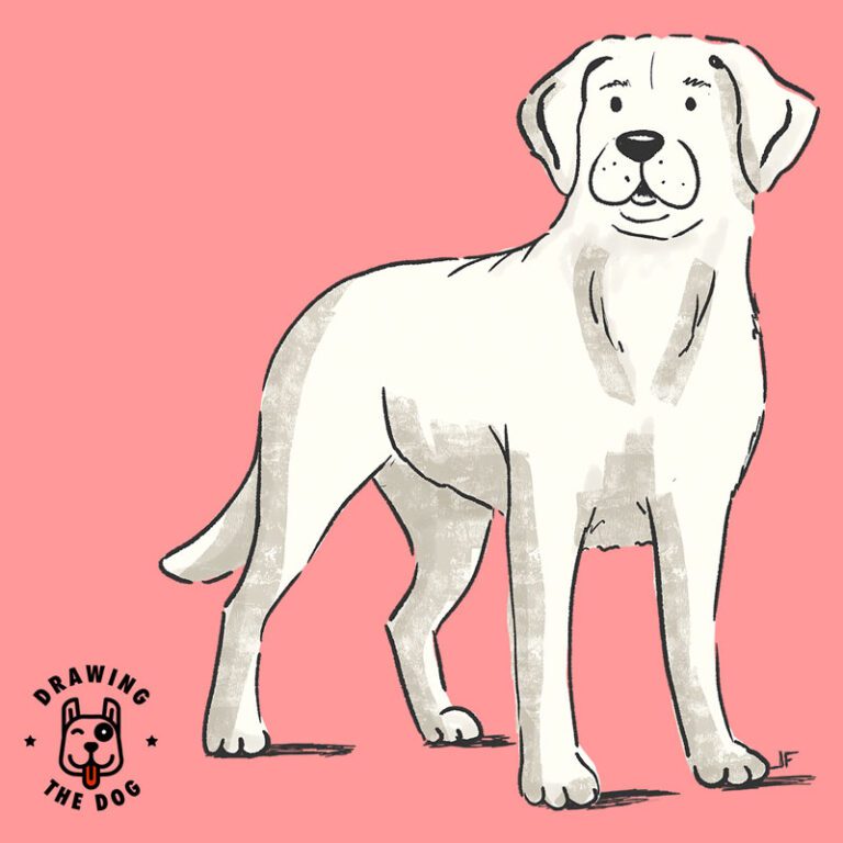 Labrador Retriever illustration by Drawing The Dog