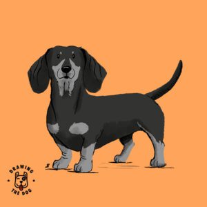 Dachshund Drawing The Dog Feature