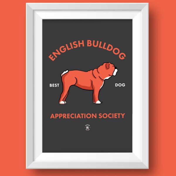 English Bulldog AS Featured