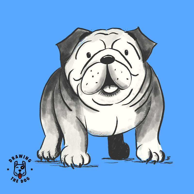 English Bulldog Drawing The Dog Blog Feature