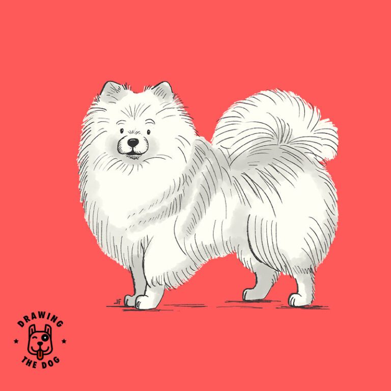 Pomeranian by Jennifer Farley Drawing The Dog