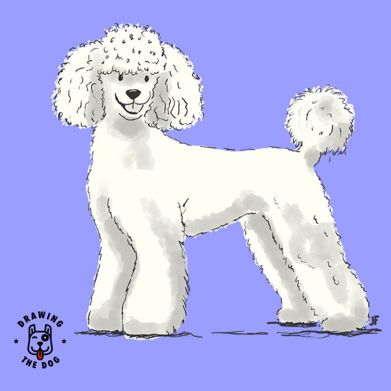 poodle standing drawing blog