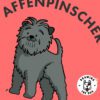 Affenpinscher AS Closeup