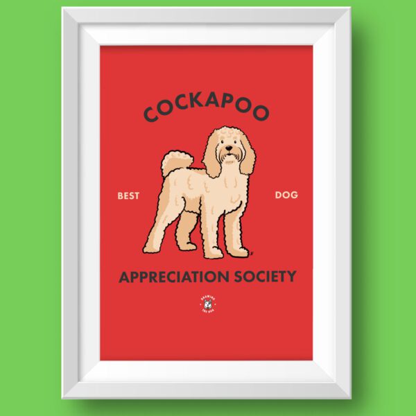 Cockapoo Featured