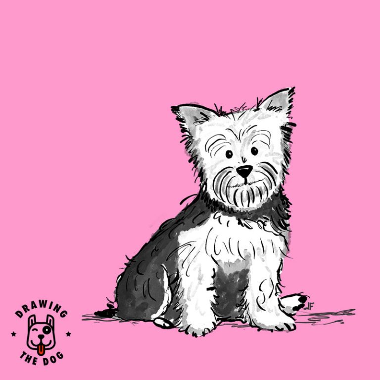 Yorkshire Terrier Drawing The Dog Featured